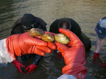 Das Umsiedeln der Bachmuschel (Unio crassus) erfolgte durch den örtlichen Hege- und Fischereiverein Eger.