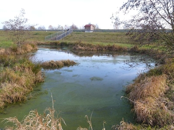 Für die Amphibien wurden im Beckeneinstauraum mehrere Tümpel angelegt.