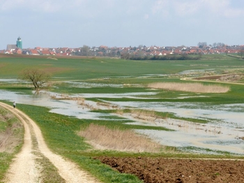 Wie auf dem Bild zu sehen, wird durch den neuen kleinen Bachquerschnitt bereits bei erhöhtem Wasserabfluss das Wiesental überschwemmt und dadurch die alten feuchten Bachwiesen wieder geschaffen. Bereits jetzt trifft man Silberreiher, Kiebitze, Bekassine